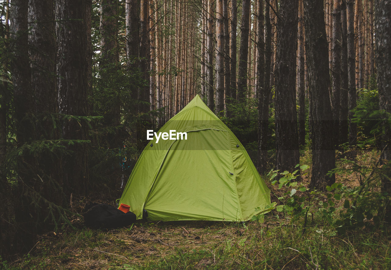 VIEW OF TENT ON TREE TRUNK