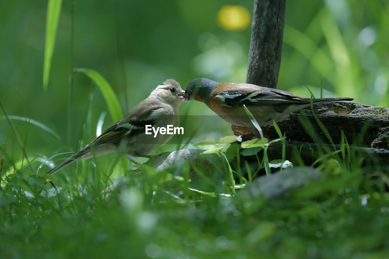 animal themes, animal, animal wildlife, bird, wildlife, nature, green, plant, beak, selective focus, tree, group of animals, sparrow, branch, eating, two animals, no people, perching, outdoors, grass, environment, feeding, beauty in nature, land, plant part