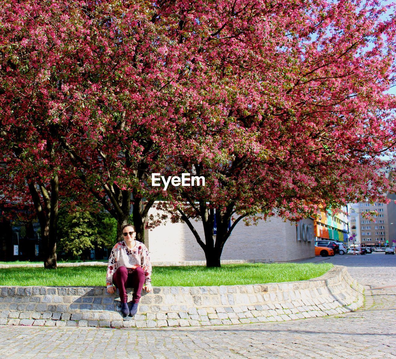 Full length of woman sitting below flowering trees by street