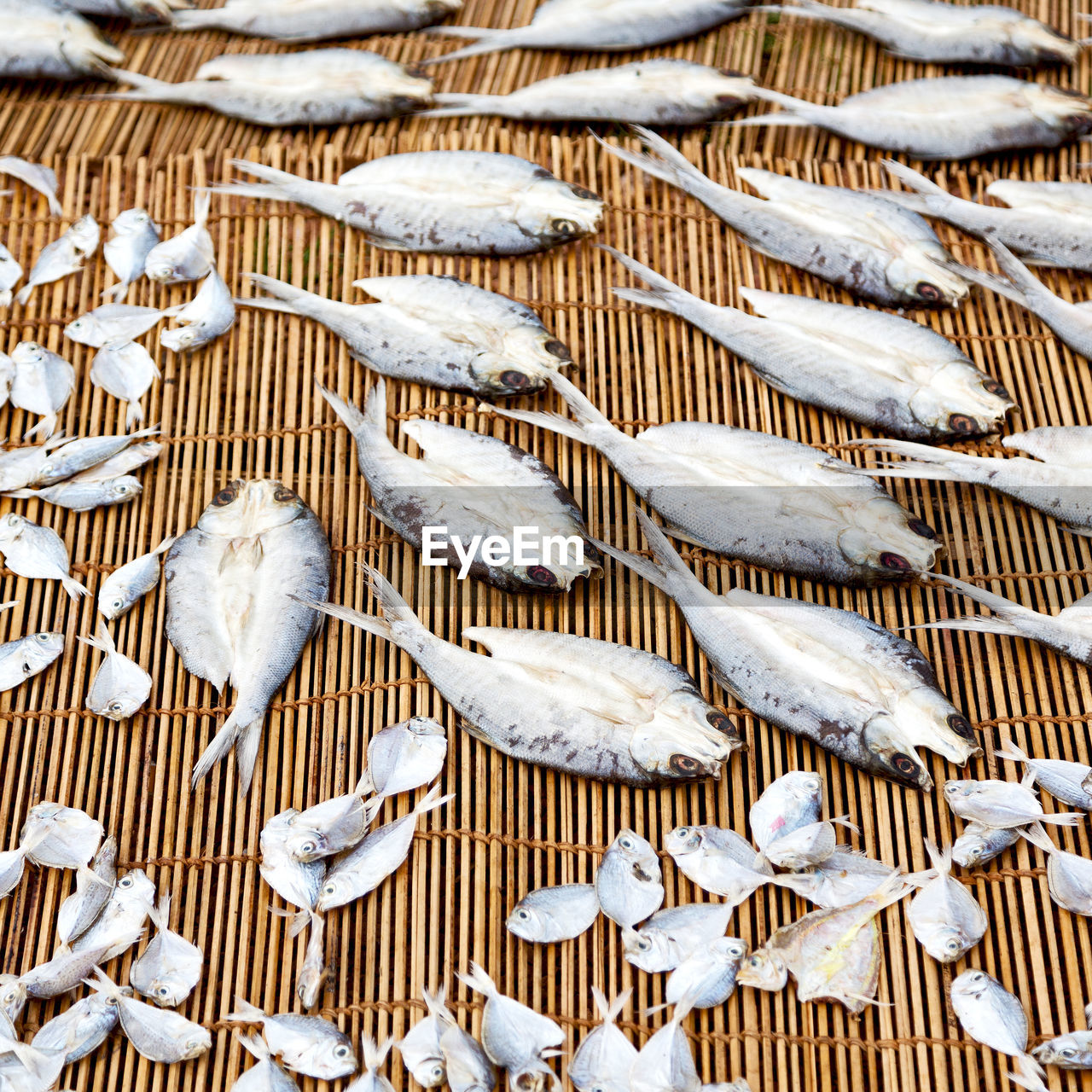 HIGH ANGLE VIEW OF BIRDS ON THE GROUND