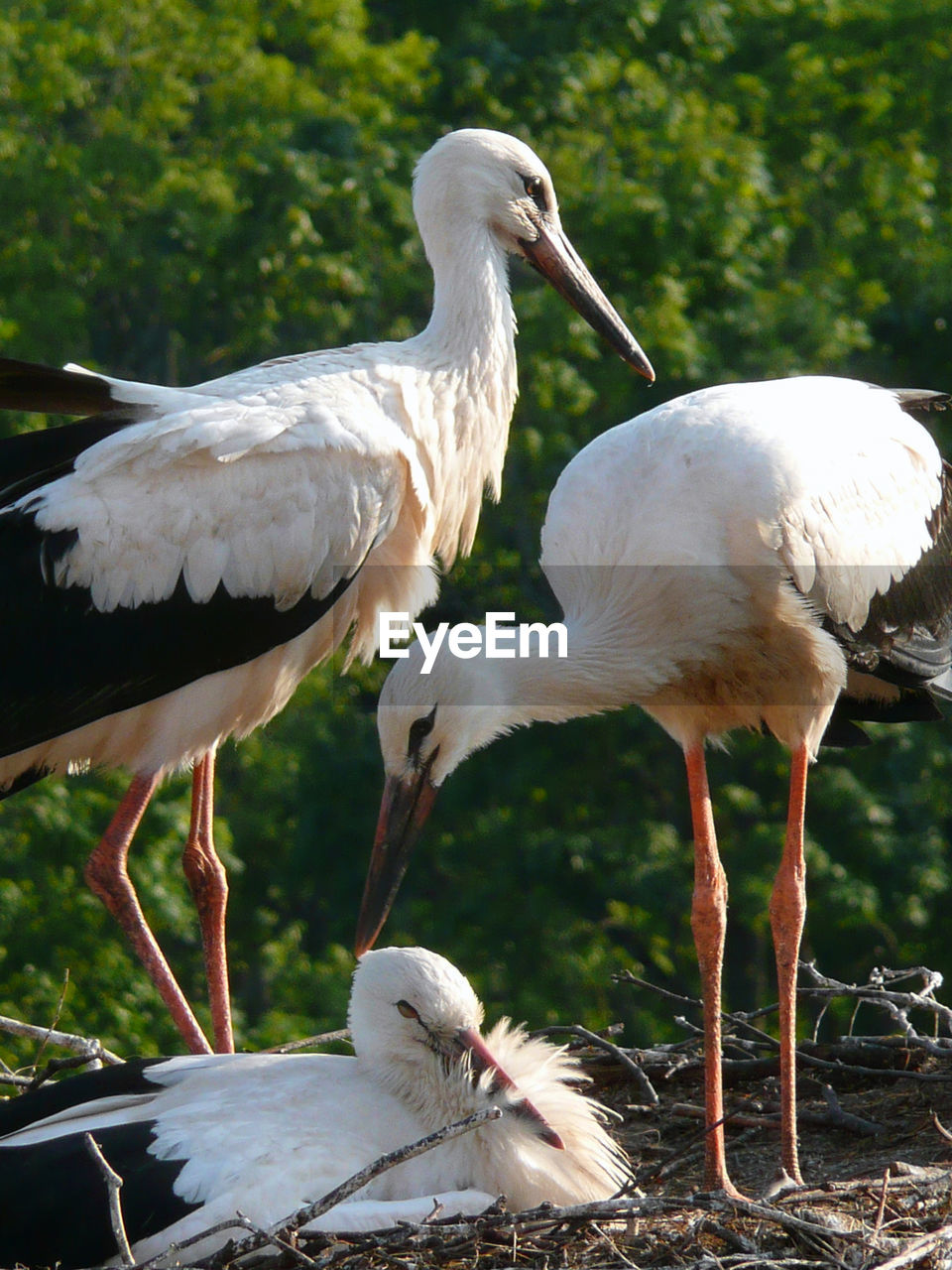 Close-up of birds perching in nest 