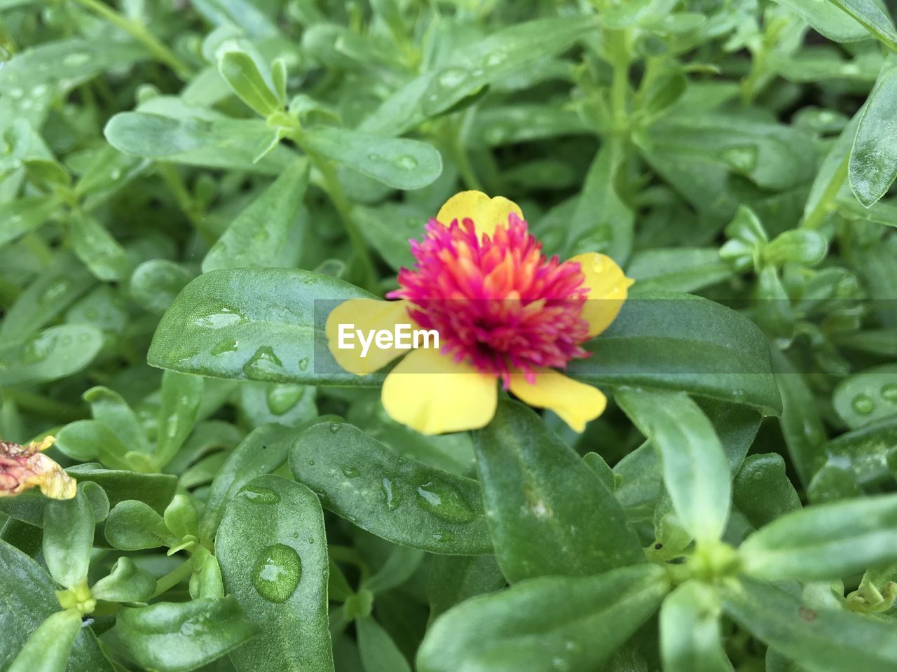 CLOSE-UP OF PINK AND YELLOW FLOWERS BLOOMING OUTDOORS