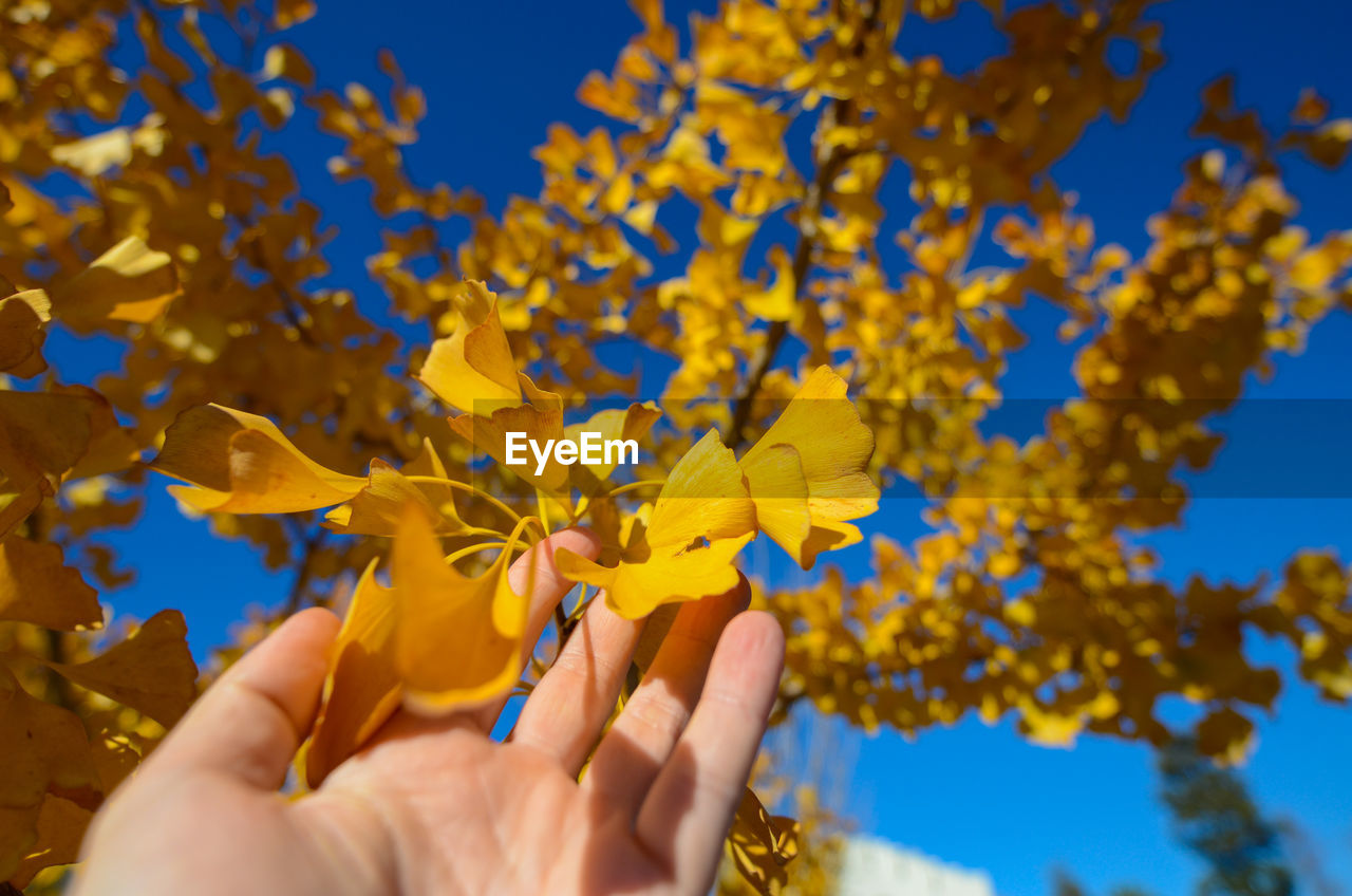 Cropped image of hand holding yellow leaves
