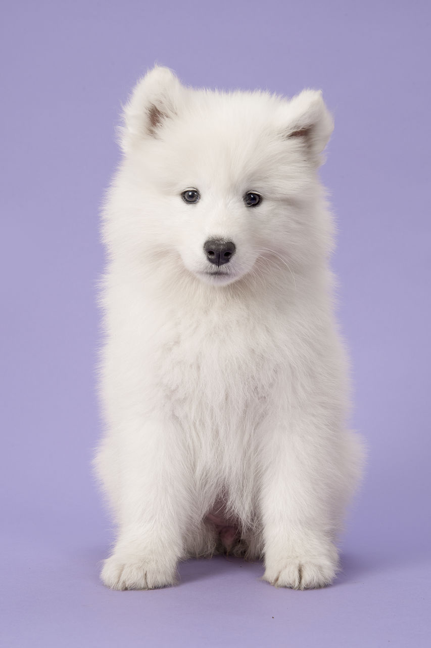 CLOSE-UP PORTRAIT OF WHITE DOG AGAINST GRAY BACKGROUND