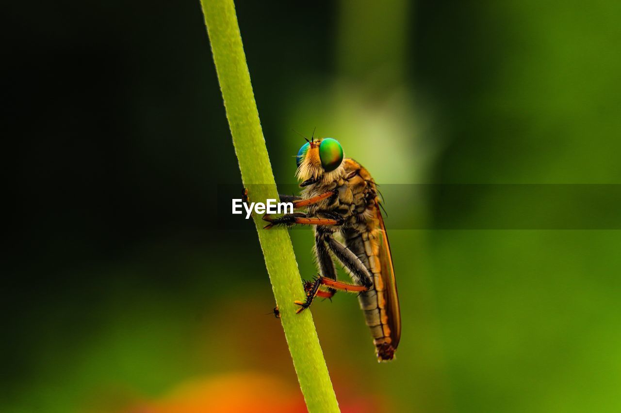 Close-up of insect on plant