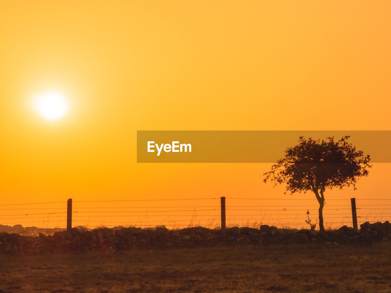 TREES ON FIELD AGAINST ORANGE SKY