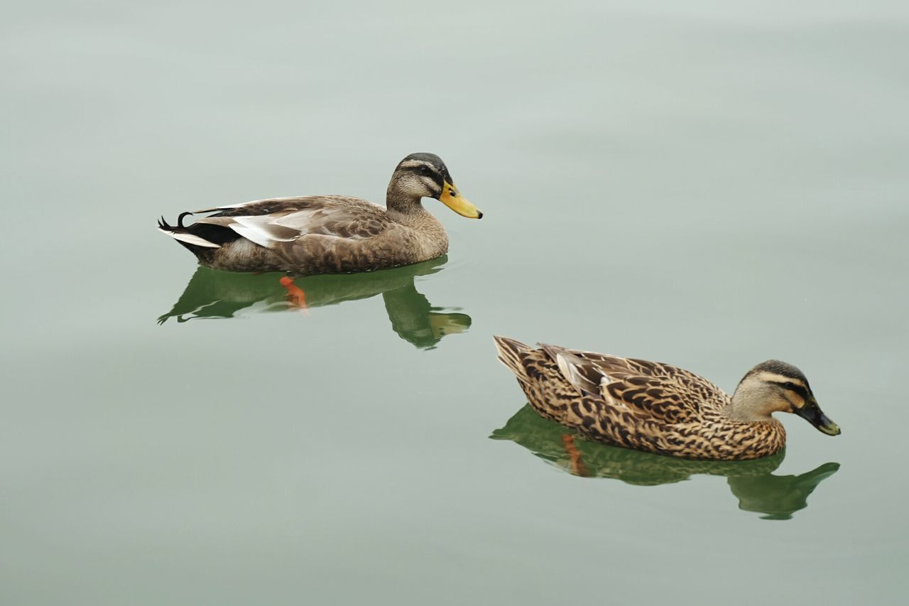 Close-up of ducks