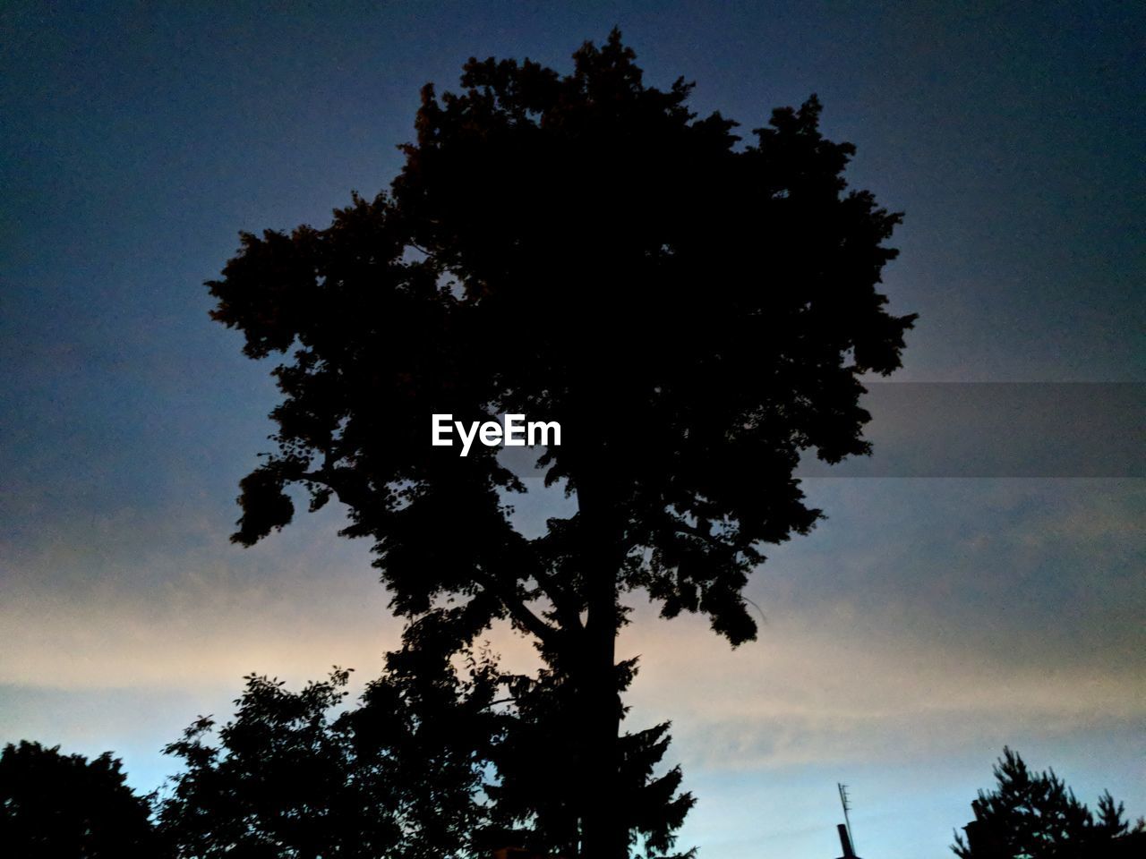 LOW ANGLE VIEW OF SILHOUETTE TREES AGAINST SKY DURING SUNSET