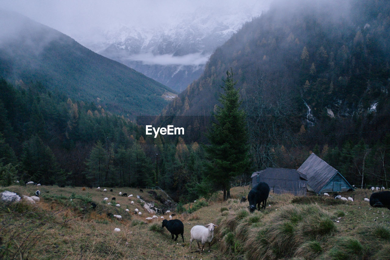 View of sheep grazing on field