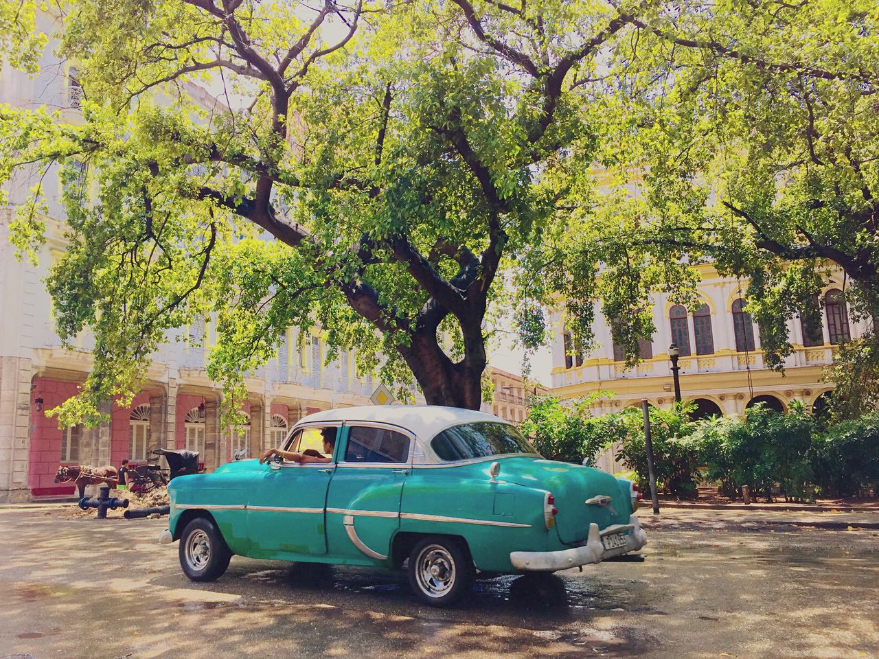 Man driving vintage car on road against tree