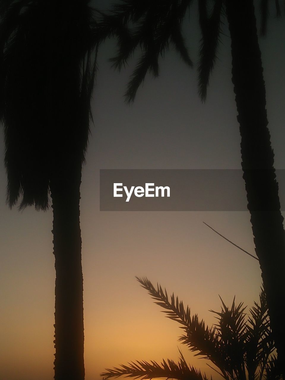 palm tree, tree, tropical climate, plant, sky, silhouette, sunset, nature, beauty in nature, tranquility, no people, scenics - nature, tranquil scene, growth, coconut palm tree, land, palm leaf, trunk, tree trunk, evening, sunlight, outdoors, idyllic, tropical tree, dusk, leaf, low angle view, environment, water