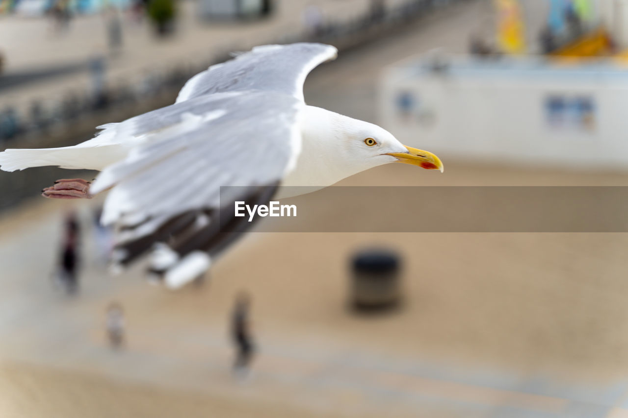 Close-up of seagull flying