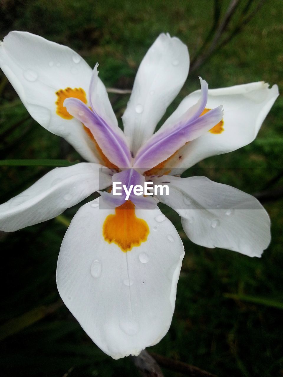 CLOSE-UP OF WHITE IRIS BLOOMING OUTDOORS