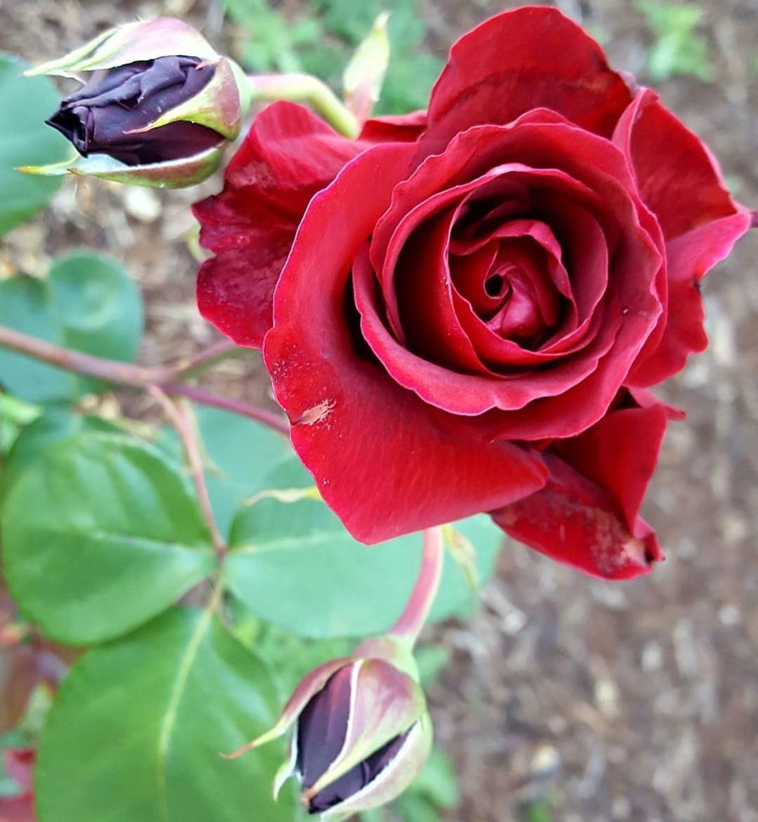 CLOSE-UP OF ROSE BLOOMING OUTDOORS