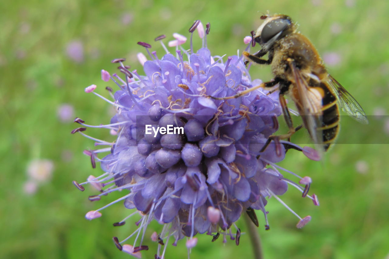 CLOSE-UP OF HONEY BEE ON PURPLE FLOWERS