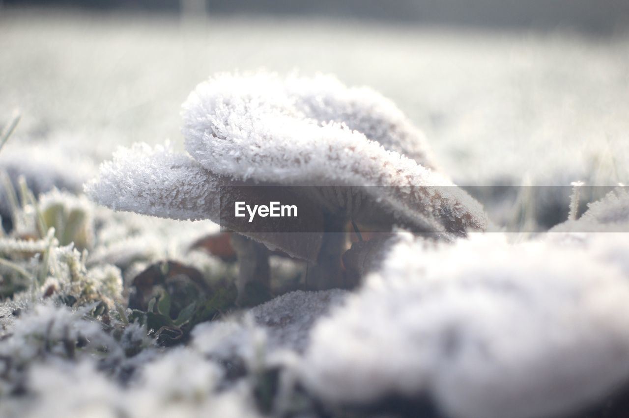 CLOSE-UP OF FROZEN PLANTS ON FIELD