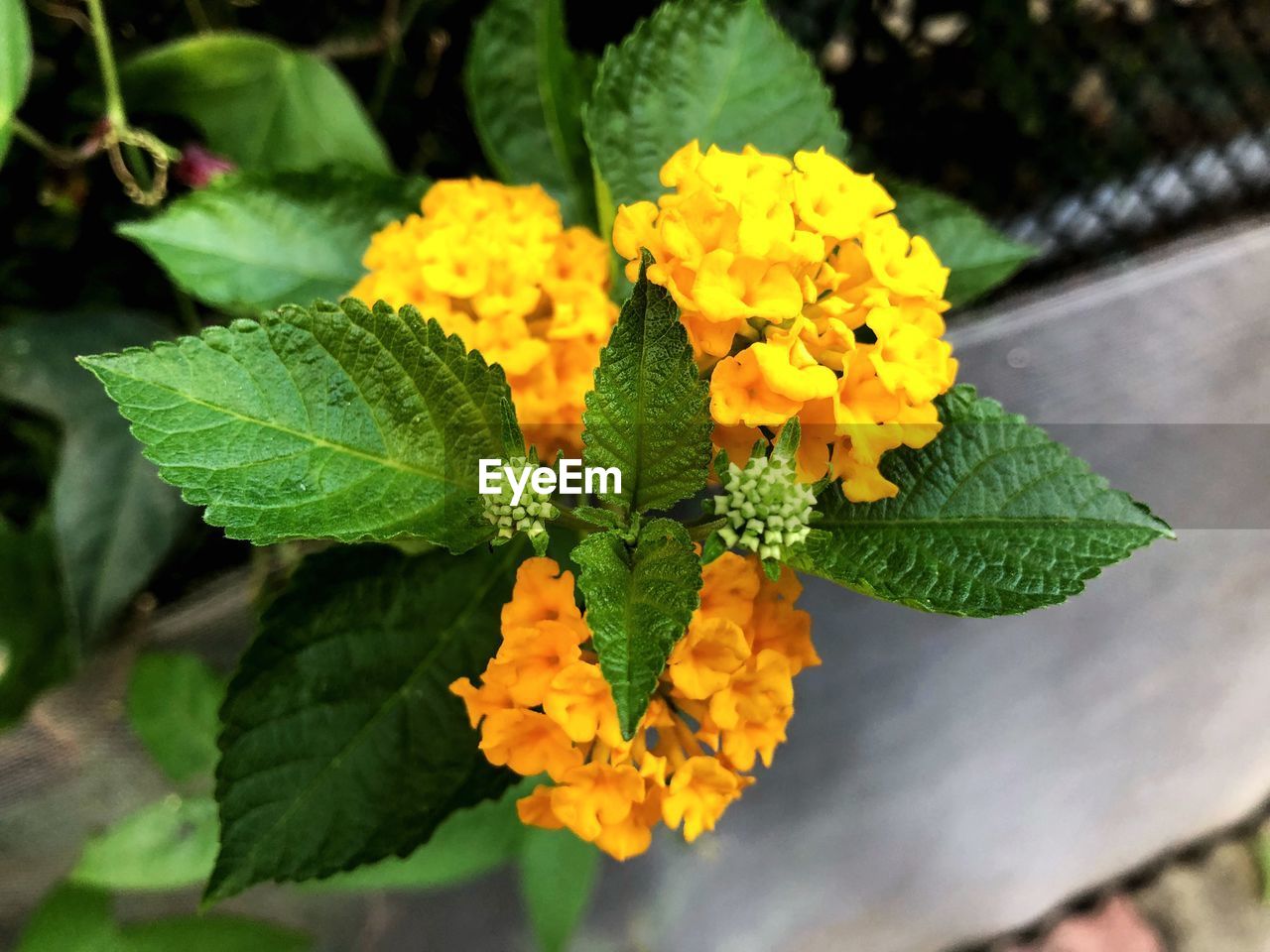 Close-up of yellow flowering plant