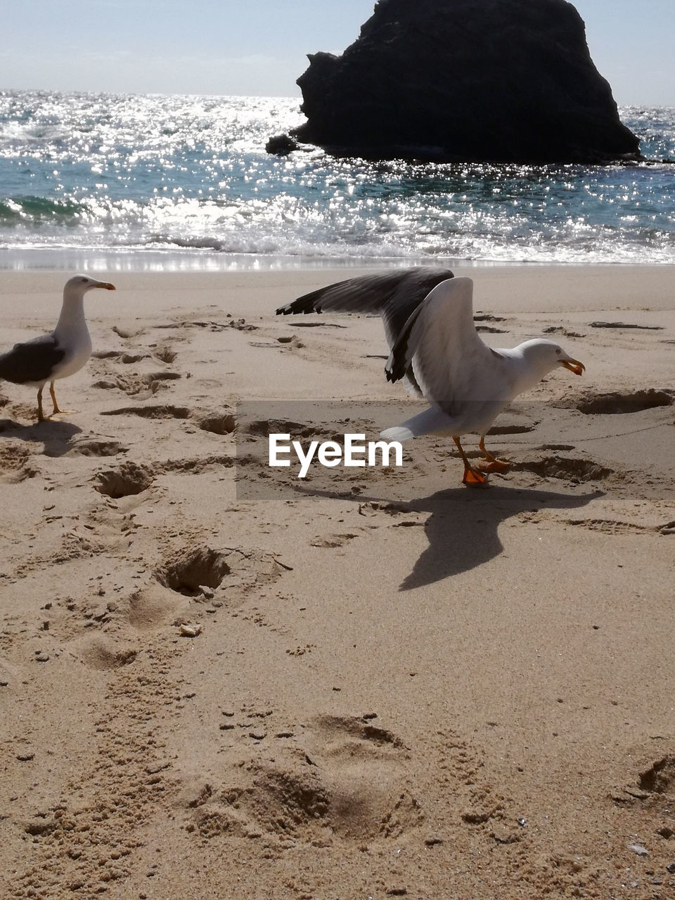 SEAGULLS ON BEACH