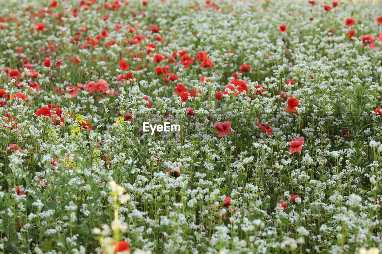 plant, flower, flowering plant, freshness, beauty in nature, growth, field, meadow, land, nature, red, no people, fragility, day, wildflower, green, grassland, outdoors, poppy, backgrounds, abundance, environment, flowerbed, grass, close-up, full frame, petal, landscape, tranquility, springtime, lawn, prairie, flower head, selective focus