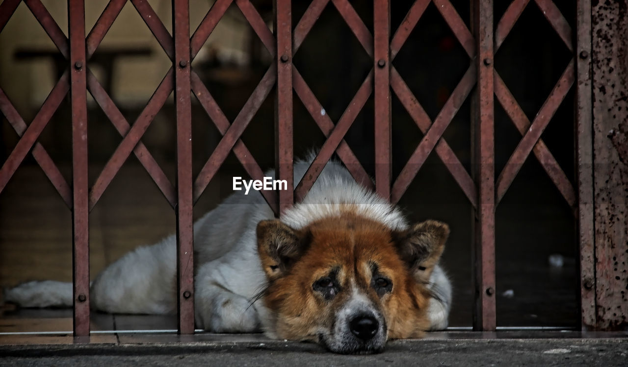 PORTRAIT OF A DOG IN A ZOO