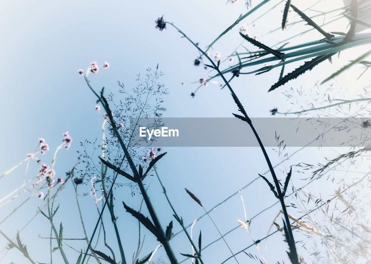 LOW ANGLE VIEW OF A BIRD ON BRANCH AGAINST SKY