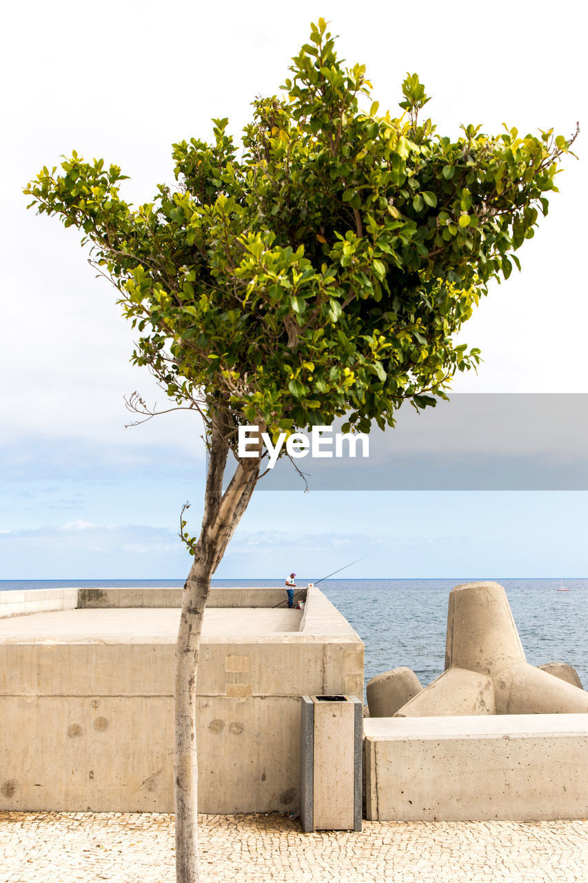 Tree by sea against sky