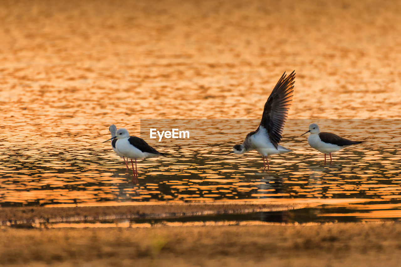 Seagulls flying over lake