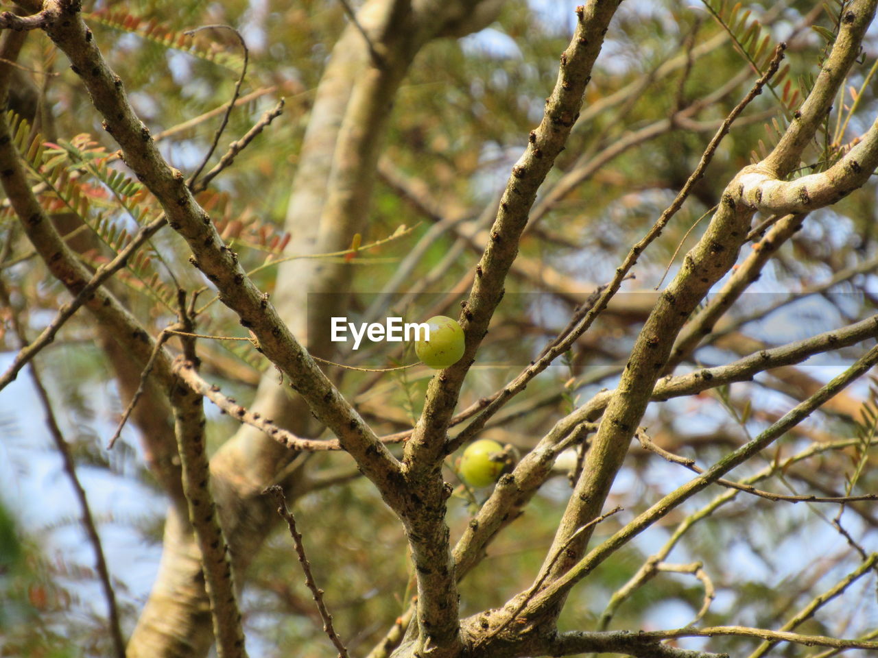 LOW ANGLE VIEW OF TREE