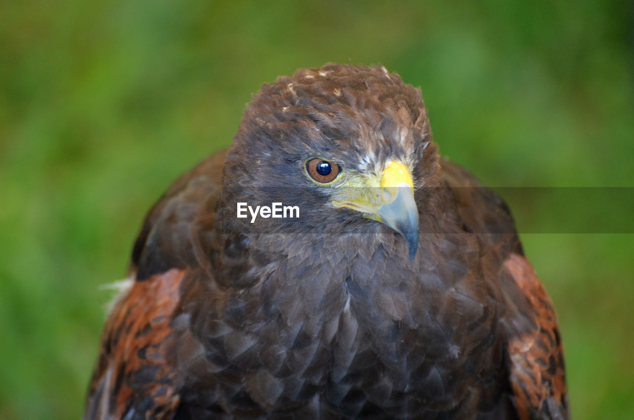 Direct look into the face of a large falcon bird.