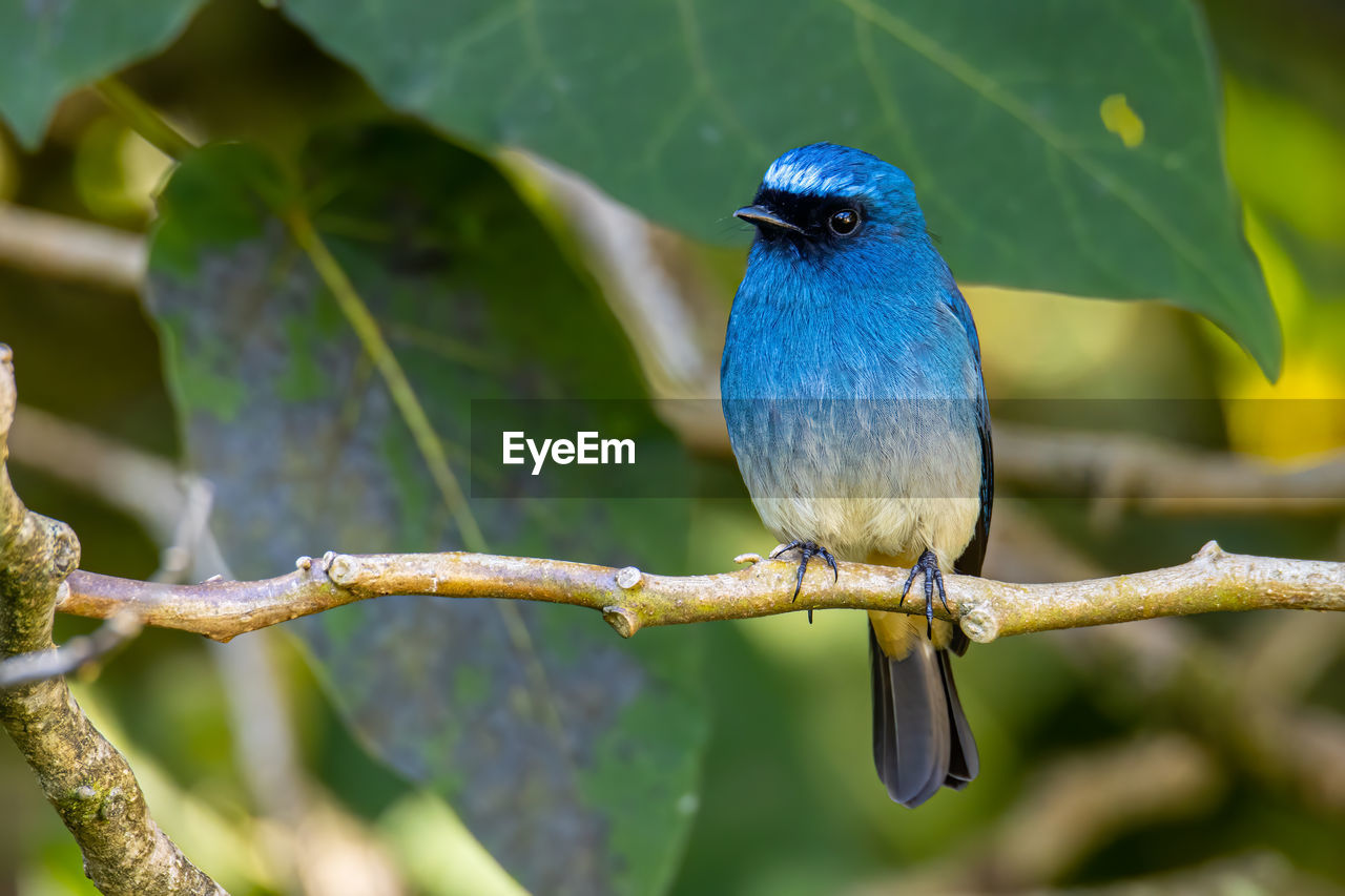 CLOSE-UP OF BIRD PERCHING ON PLANT