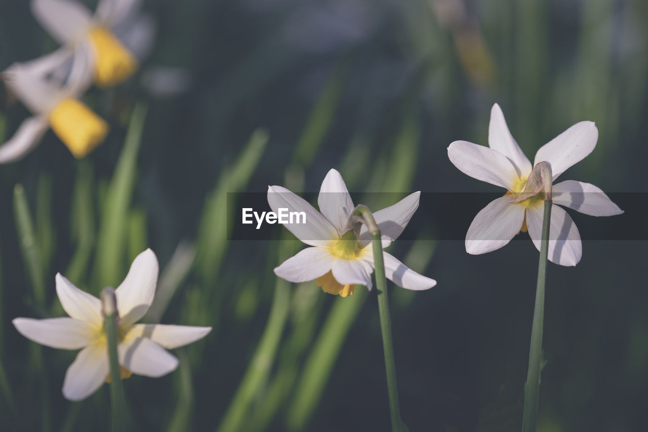 Close-up of white flowering plant