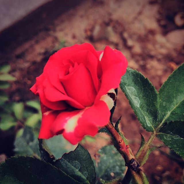 CLOSE-UP OF RED ROSES