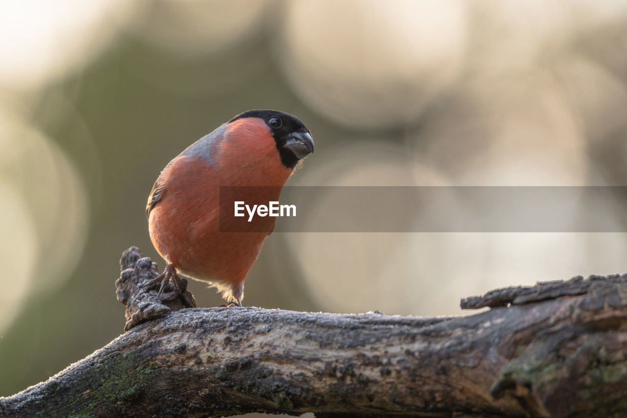 animal themes, animal, bird, animal wildlife, close-up, wildlife, one animal, beak, perching, tree, branch, nature, focus on foreground, full length, sunbeam, no people, multi colored, plant, outdoors, day, wood, beauty in nature, selective focus, songbird, tree trunk, portrait, surface level, trunk, sitting, pattern, environment, side view, looking at camera, forest, sunlight