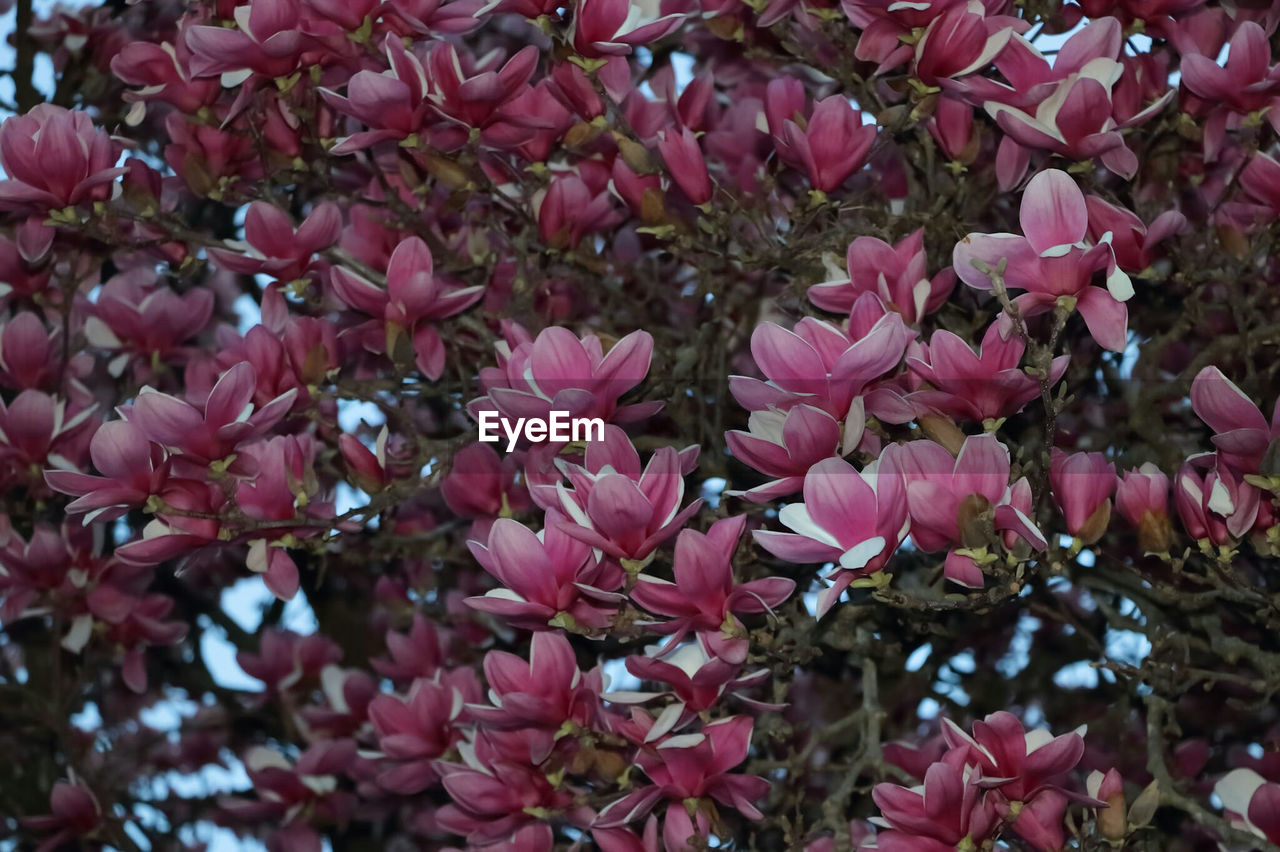 CLOSE-UP OF PINK FLOWERS BLOOMING