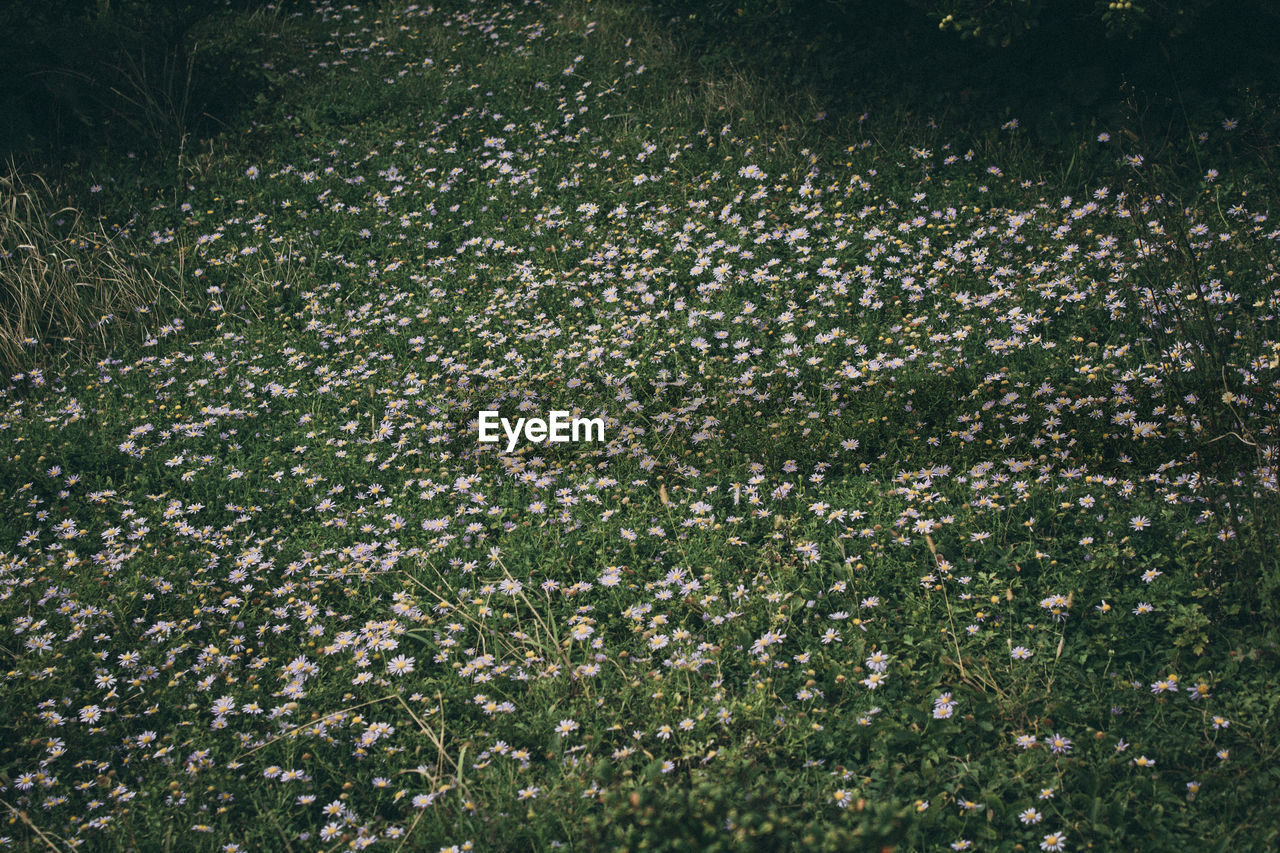 FULL FRAME SHOT OF PLANTS ON FIELD