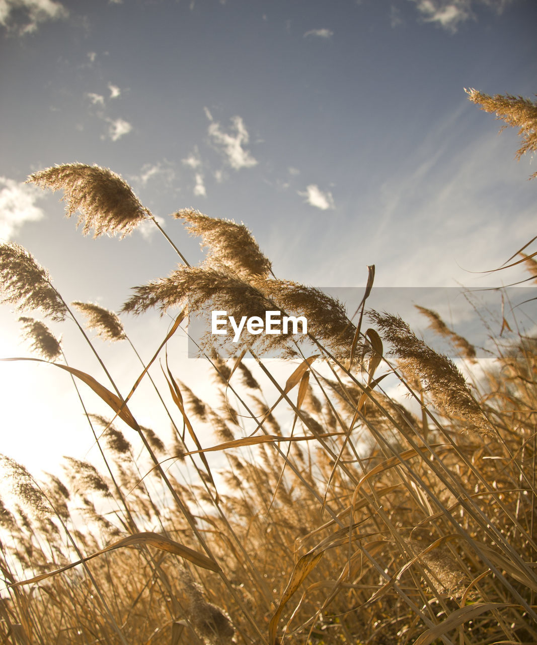 LOW ANGLE VIEW OF GRASS ON FIELD AGAINST SKY