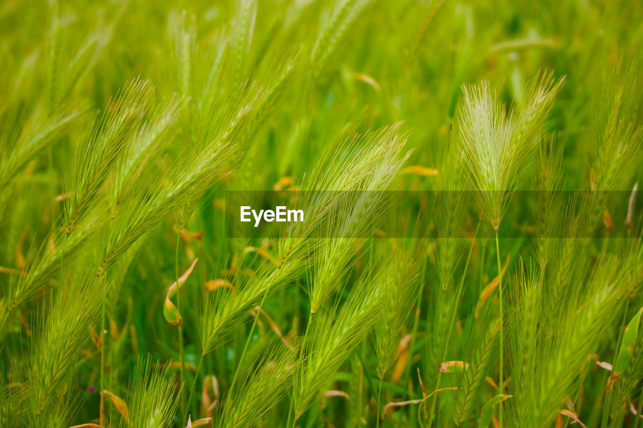 Full frame shot of wheat growing on field