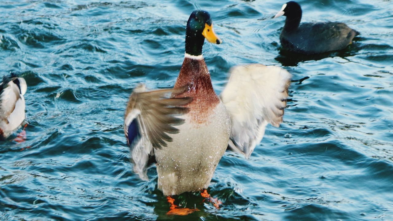 DUCKS SWIMMING ON LAKE