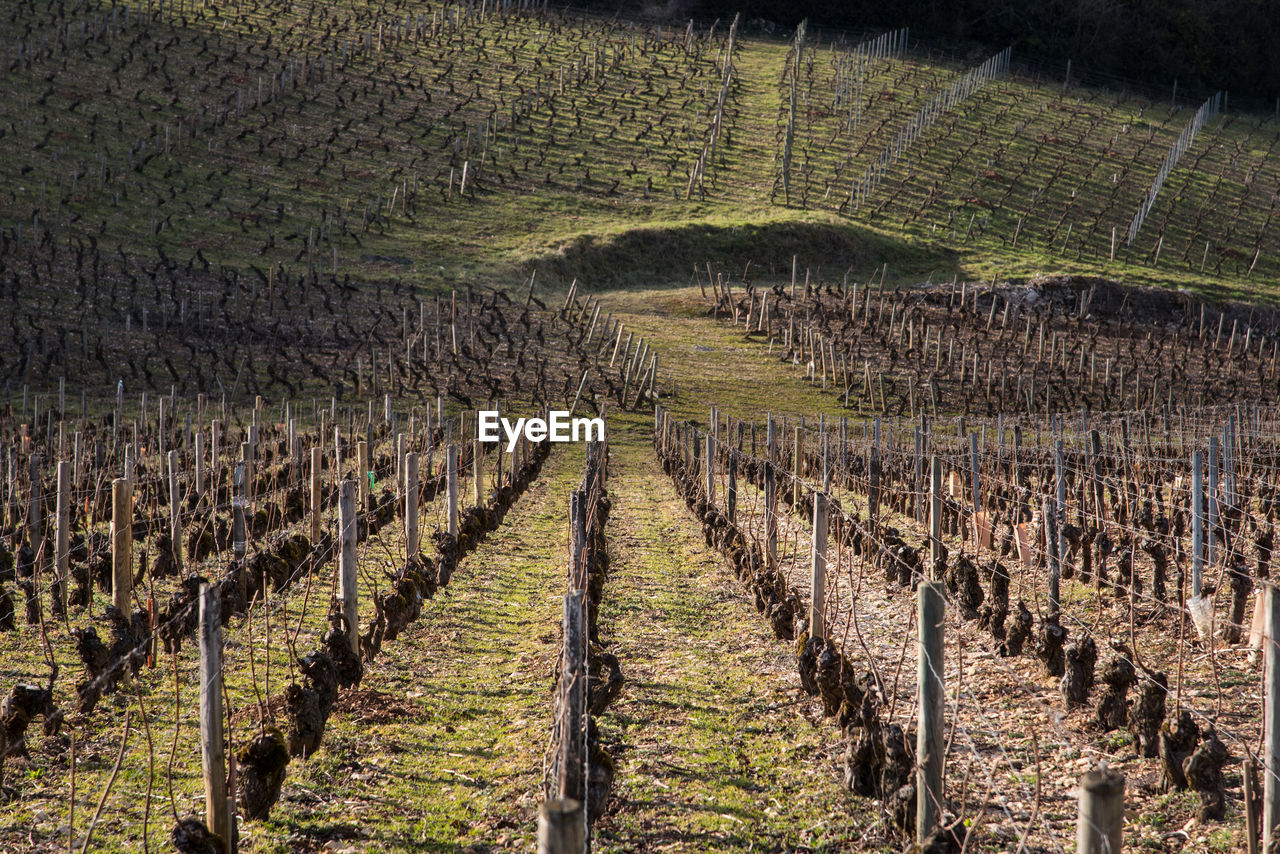 PANORAMIC VIEW OF VINEYARD