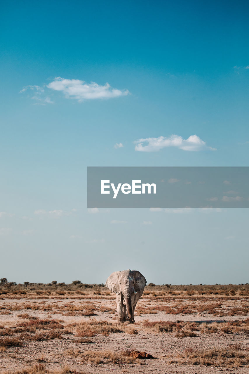 Wild elephant walking in savanna