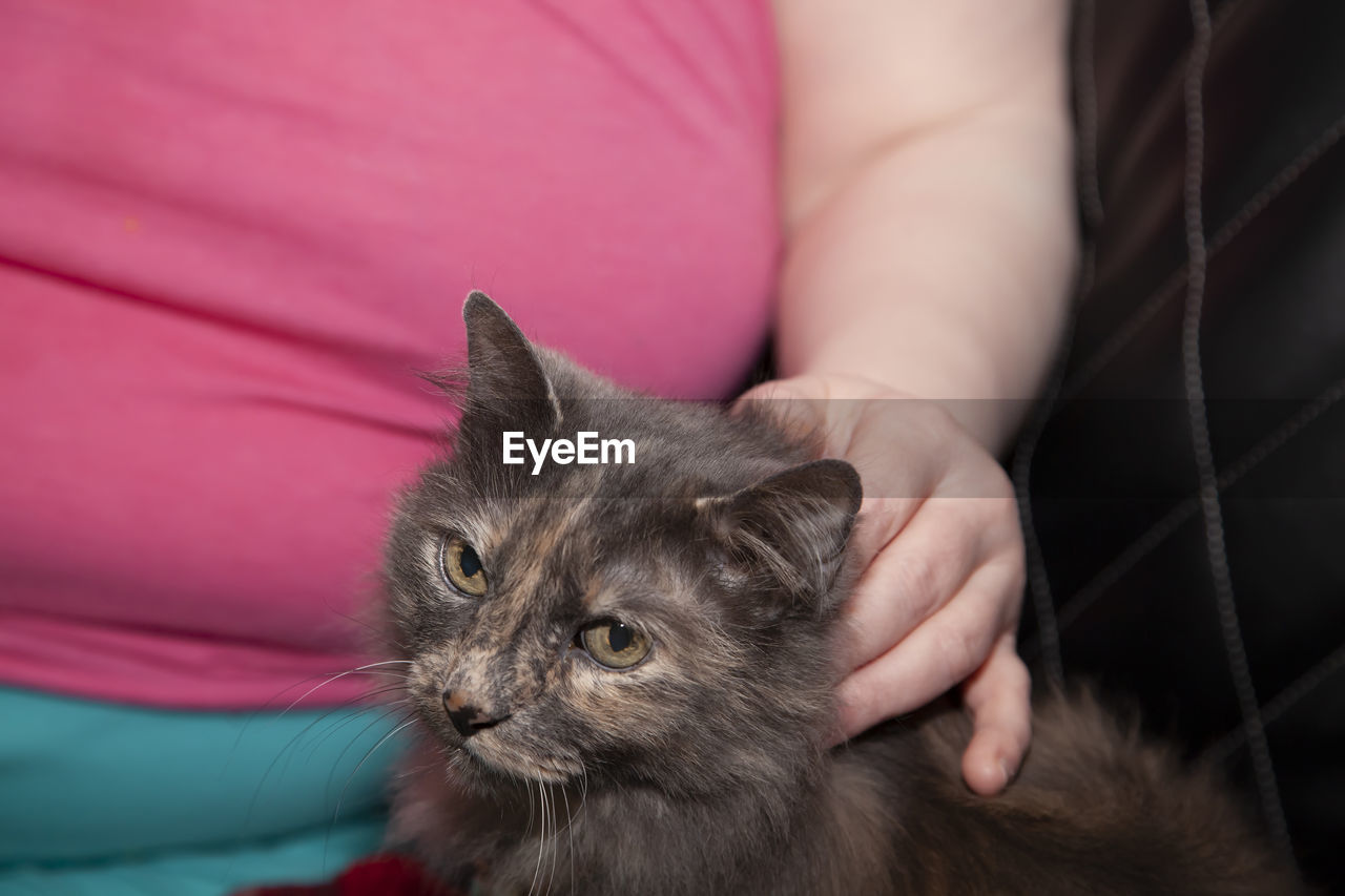 Woman's hand petting a gray long haired cat