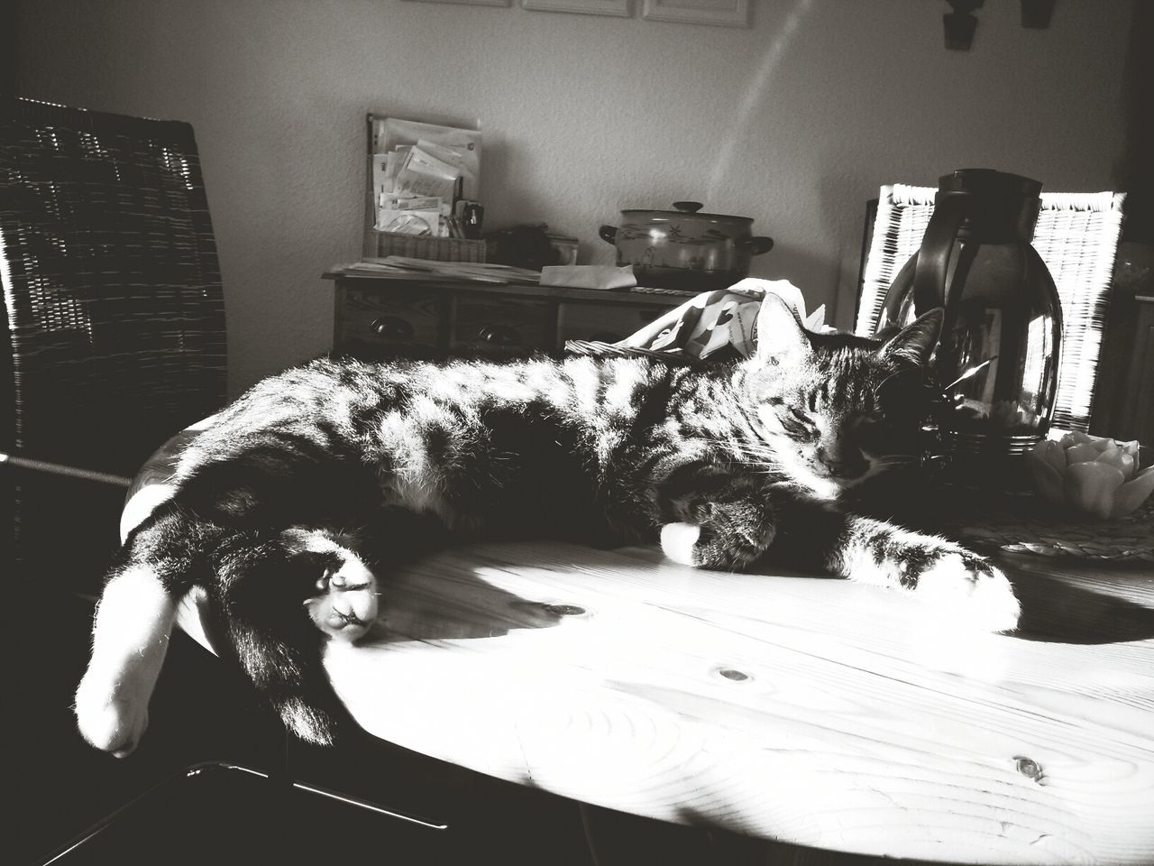 Cat resting on table at home