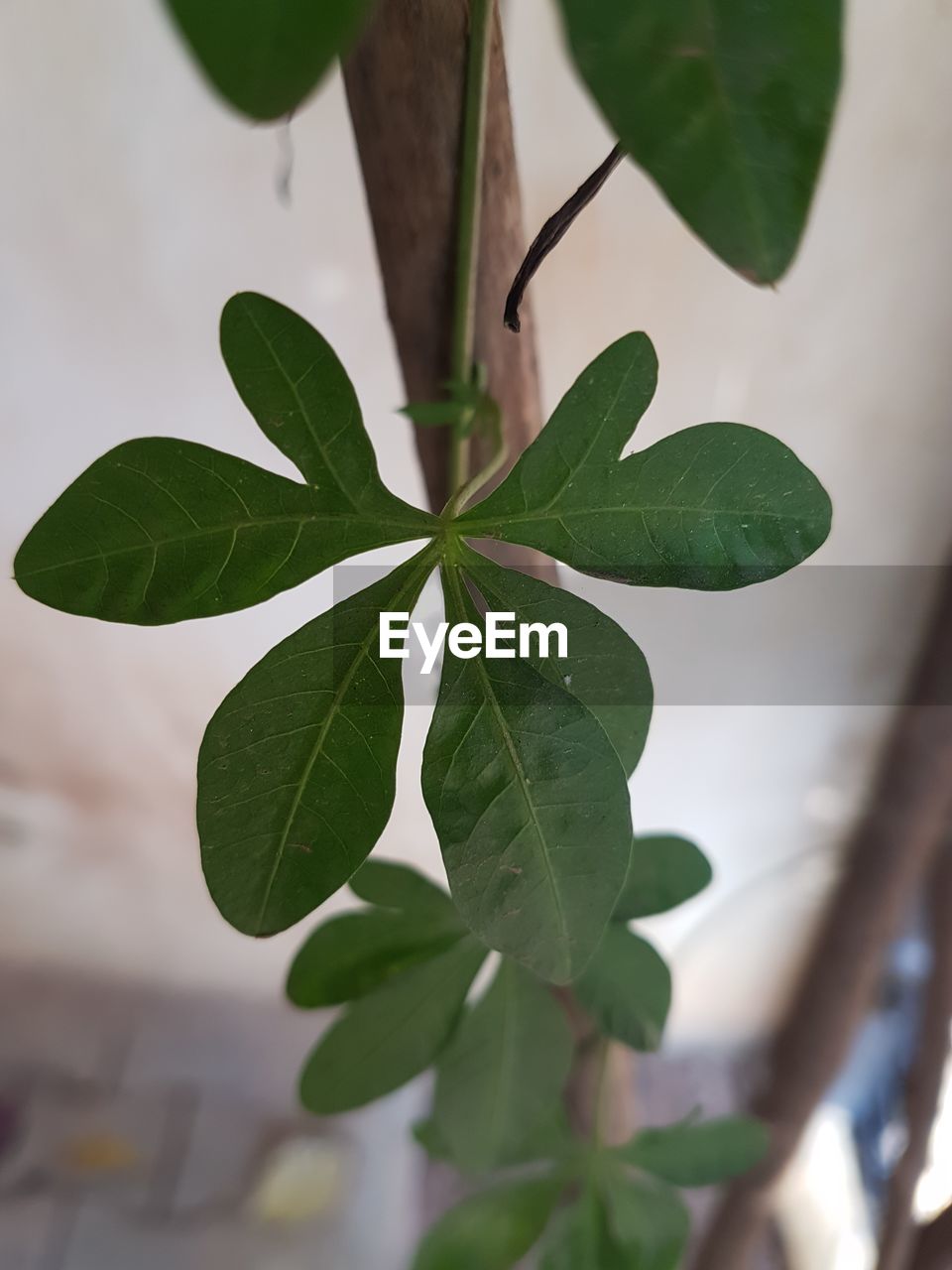 Close-up of fresh green plant