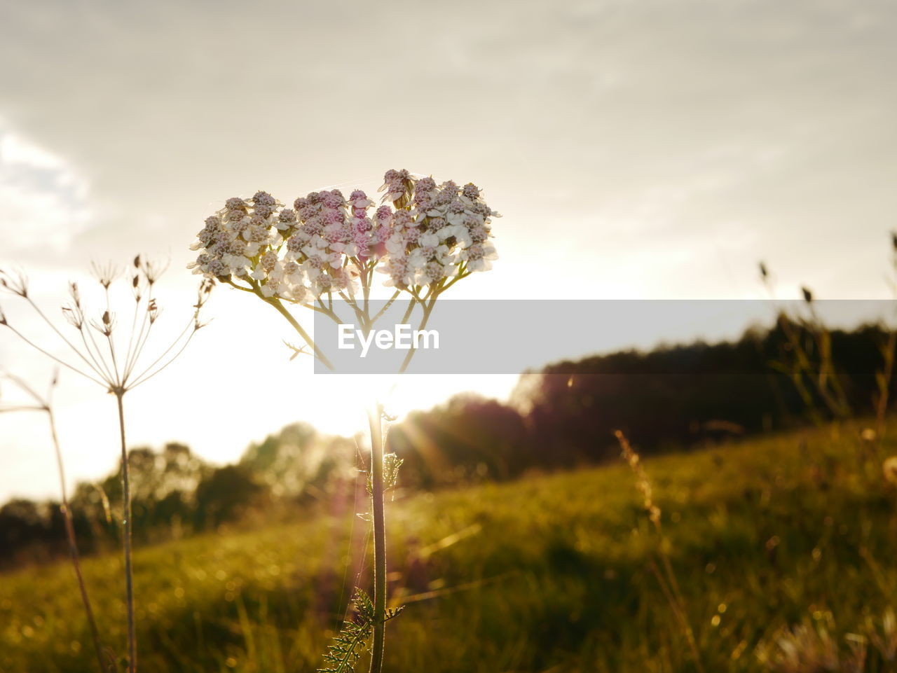 Close-up of flowers blooming on field against sky