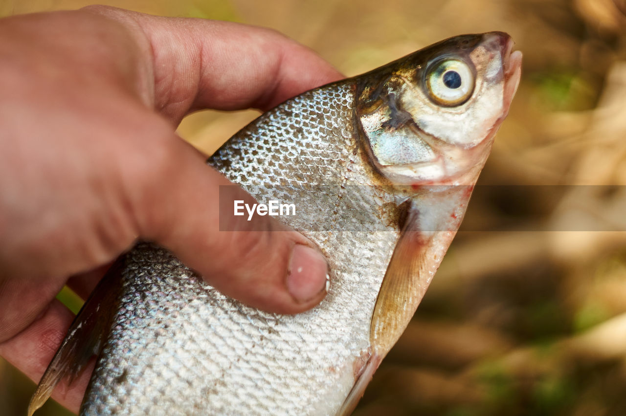 CLOSE-UP OF PERSON HAND HOLDING FISH WITH FISHES