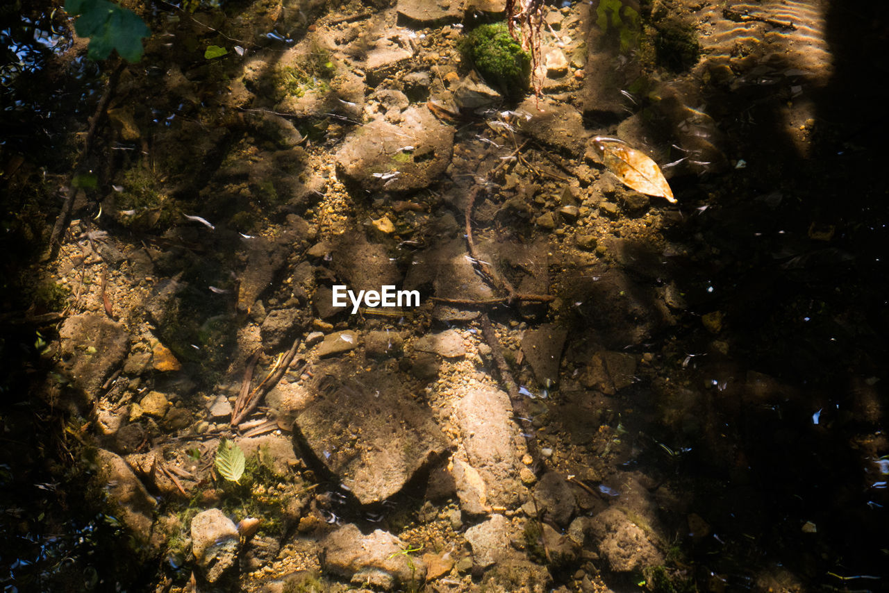 CLOSE-UP OF CROCODILE BY SEA