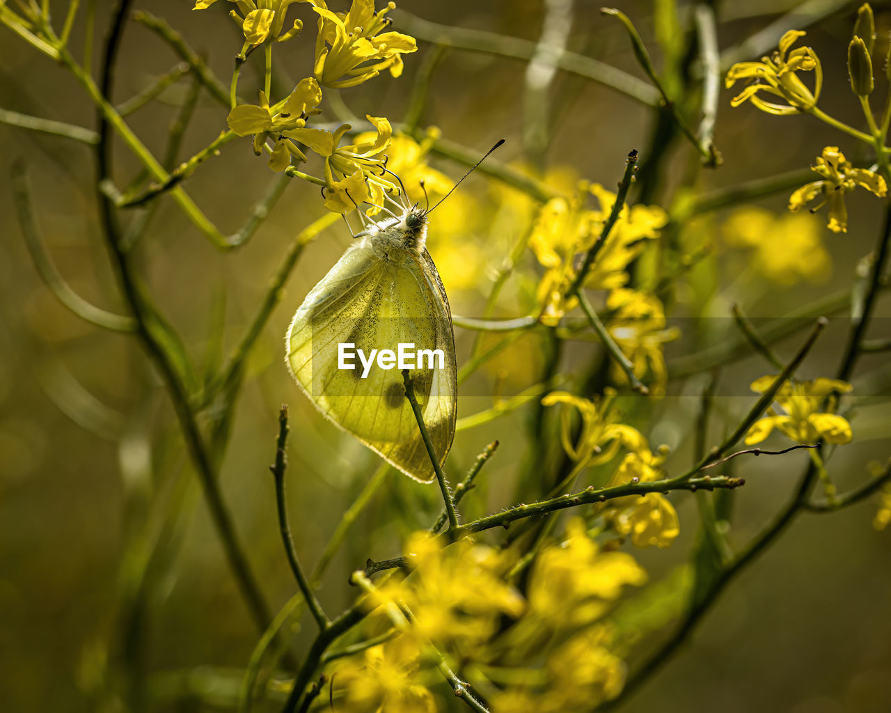 CLOSE-UP OF FRESH YELLOW FLOWERING PLANTS