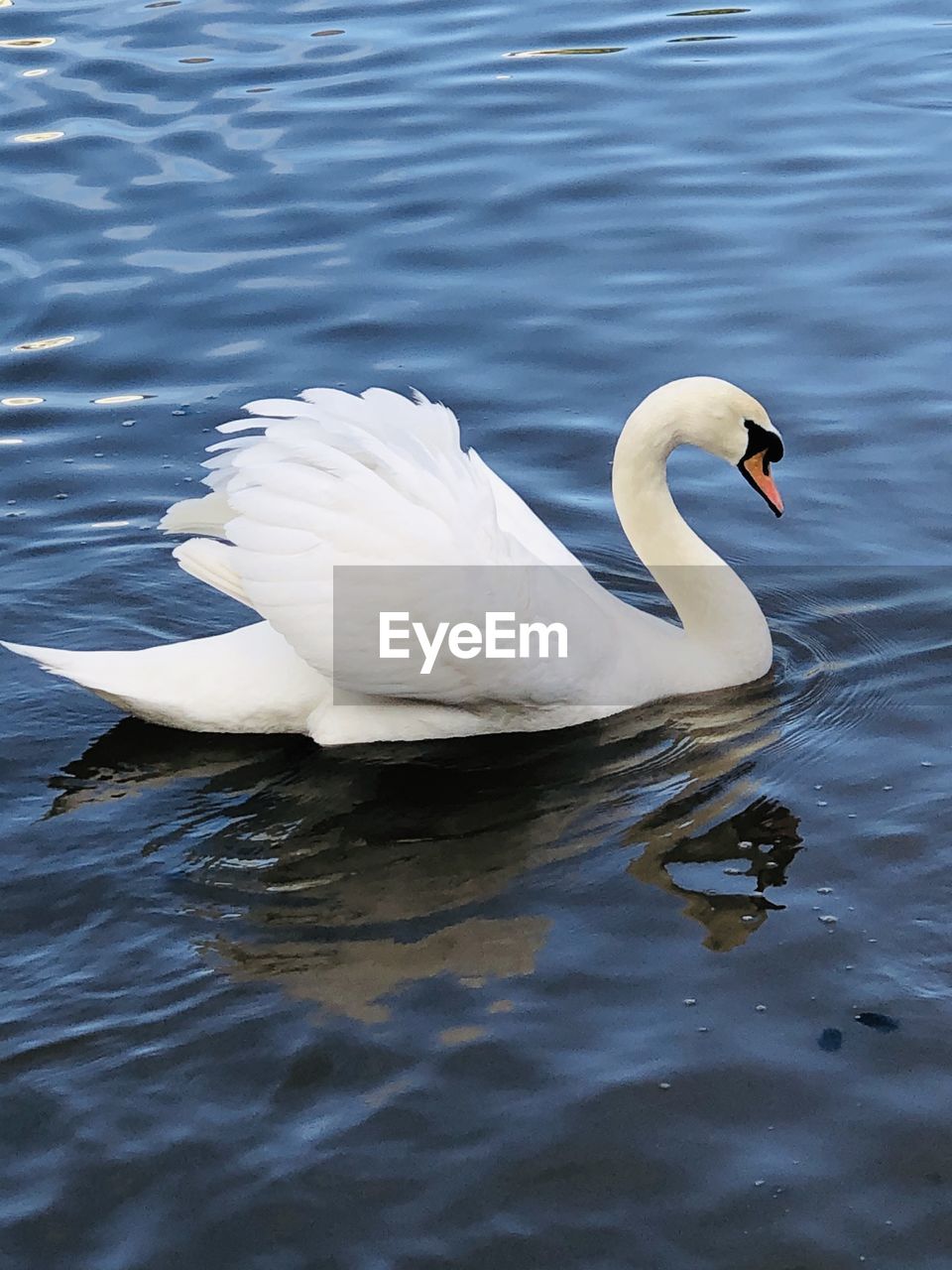 SWAN FLOATING IN LAKE