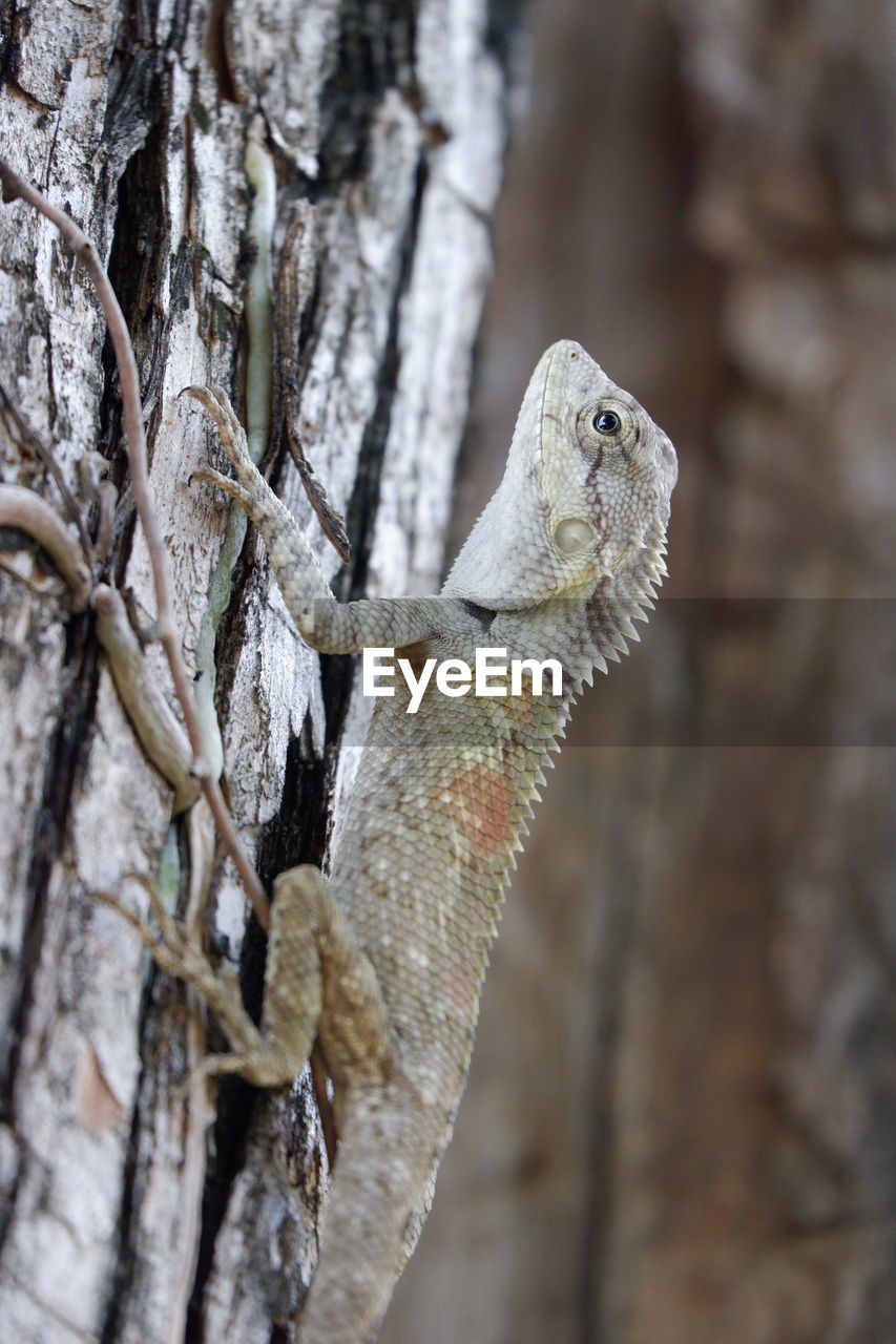 CLOSE-UP OF A TREE