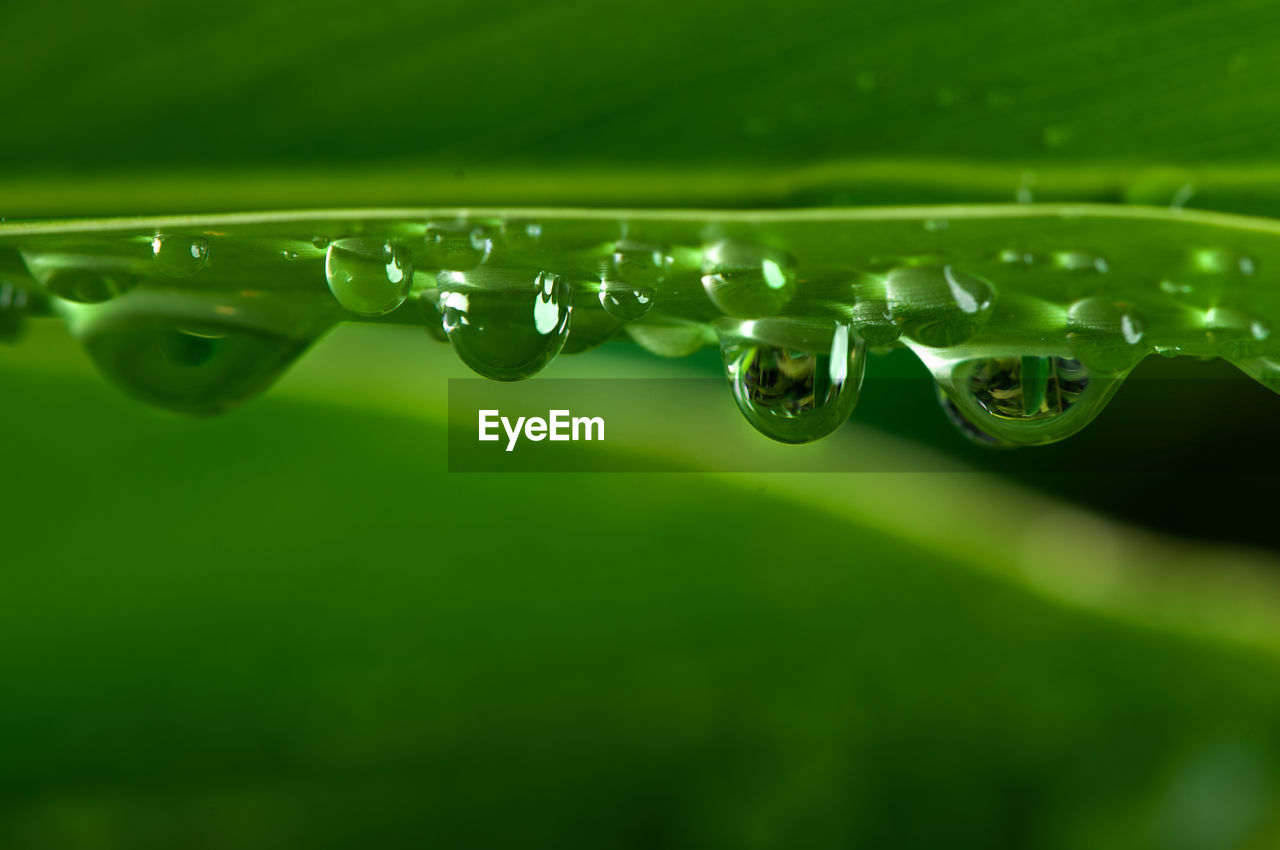 WATER DROPS ON LEAF